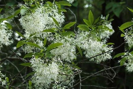 美洲穗树(Chionanthus Virginicus)